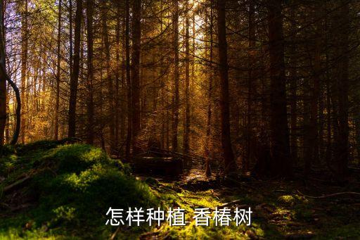 怎樣種植 香椿樹