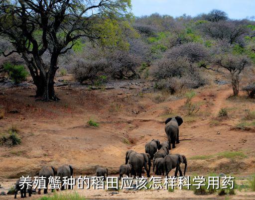 打什么農(nóng)藥對螃蟹無害,什么農(nóng)藥殺死螃蟹