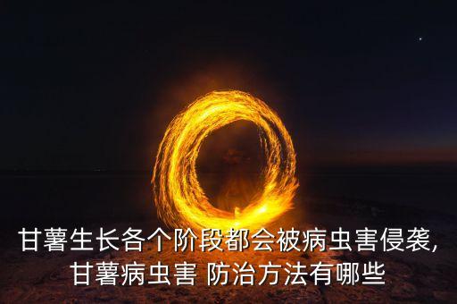 紅薯瘟病用什么農藥防治,紅薯薯瘟病如何防治