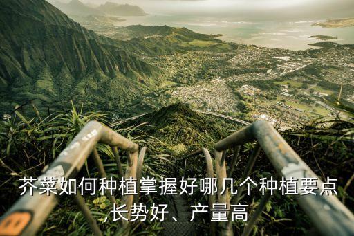  芥菜如何種植掌握好哪幾個(gè)種植要點(diǎn),長(zhǎng)勢(shì)好、產(chǎn)量高