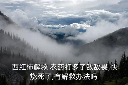 西紅柿早紅的農藥是什么