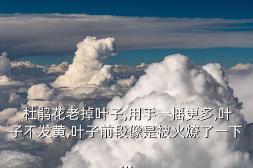  杜鵑花老掉葉子,用手一搖更多,葉子不發黃,葉子前段像是被火燎了一下...