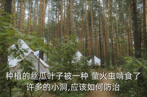 種植的絲瓜葉子被一種 螢火蟲啃食了許多的小洞,應(yīng)該如何防治