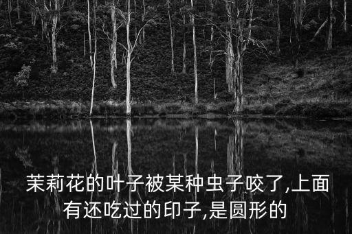  茉莉花的葉子被某種蟲子咬了,上面有還吃過的印子,是圓形的