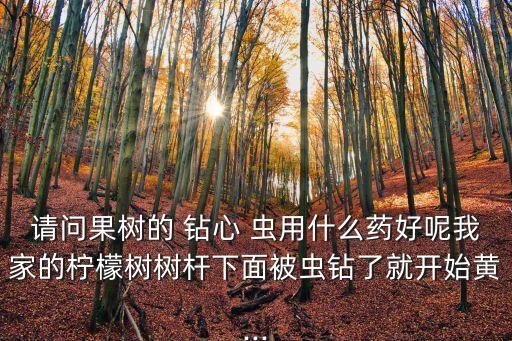 請問果樹的 鉆心 蟲用什么藥好呢我家的檸檬樹樹桿下面被蟲鉆了就開始黃...