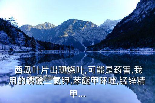  西瓜葉片出現(xiàn)燒葉,可能是藥害,我用的磷酸二氫鉀,苯醚甲環(huán)唑,錳鋅精甲...