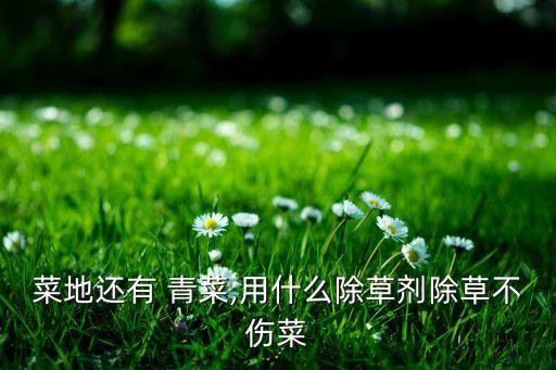 青菜爛梗打什么農(nóng)藥好用