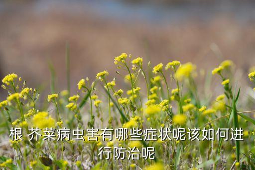 根 芥菜病蟲害有哪些癥狀呢該如何進行防治呢