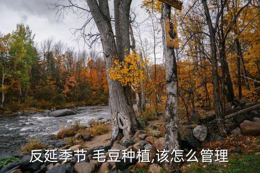 反延季節 毛豆種植,該怎么管理