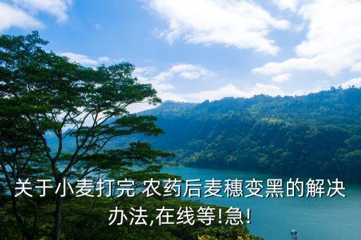 關(guān)于小麥打完 農(nóng)藥后麥穗變黑的解決辦法,在線等!急!