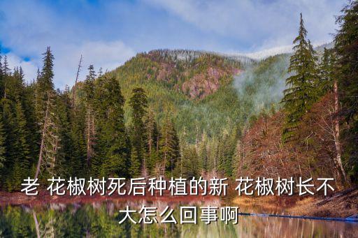 老 花椒樹死后種植的新 花椒樹長不大怎么回事啊