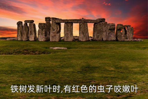 鐵樹用什么農藥除蟲,鐵樹打什么農藥好