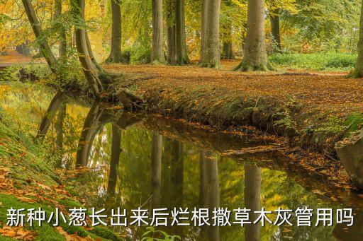 新種小蔥長出來后爛根撒草木灰管用嗎