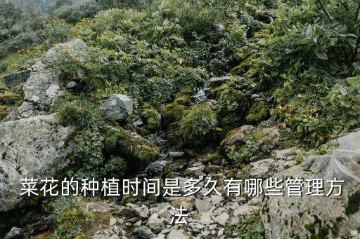 菜花噴什么農藥提前開花,菜花打什么農藥