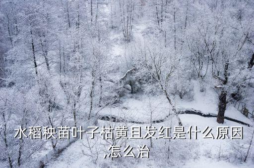  水稻秧苗葉子枯黃且發紅是什么原因,怎么治