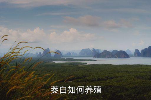  茭白如何養(yǎng)殖
