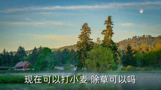 現在可以打小麥 除草可以嗎