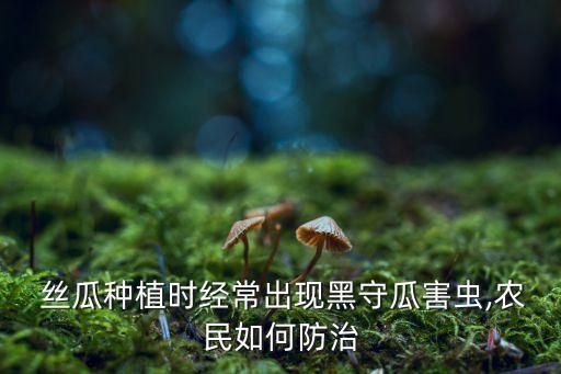  絲瓜種植時(shí)經(jīng)常出現(xiàn)黑守瓜害蟲,農(nóng)民如何防治