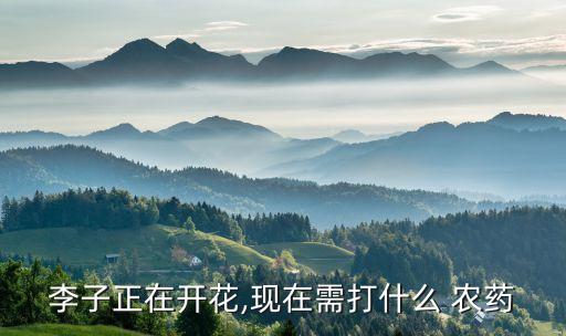 李子正在開花,現在需打什么 農藥