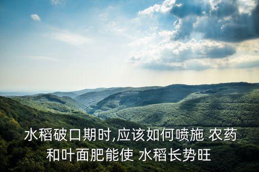  水稻破口期時(shí),應(yīng)該如何噴施 農(nóng)藥和葉面肥能使 水稻長(zhǎng)勢(shì)旺