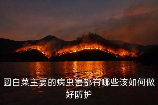 圓白菜主要的病蟲害都有哪些該如何做好防護