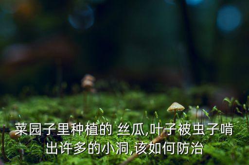 菜園子里種植的 絲瓜,葉子被蟲子啃出許多的小洞,該如何防治
