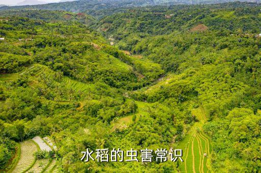 水稻鈷心蟲用什么農藥