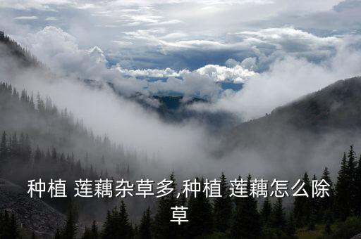 種植 蓮藕雜草多,種植 蓮藕怎么除草