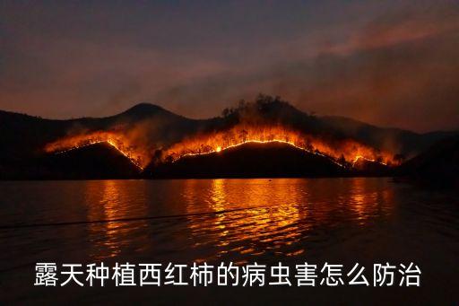 種番茄要用什么農(nóng)藥,番茄不能和什么一起種
