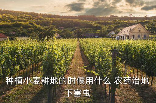 什么農藥治蠐螬更佳,高效治蠐螬的農藥