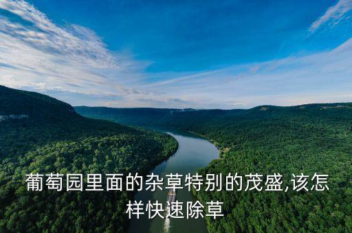  葡萄園里面的雜草特別的茂盛,該怎樣快速除草