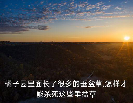 橘子園里面長了很多的垂盆草,怎樣才能殺死這些垂盆草