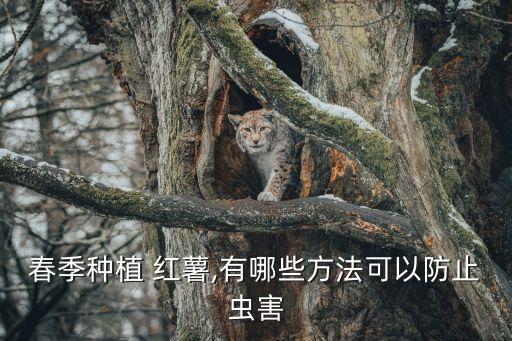 什么時候給紅薯打農藥,紅薯什么時候打粉最好
