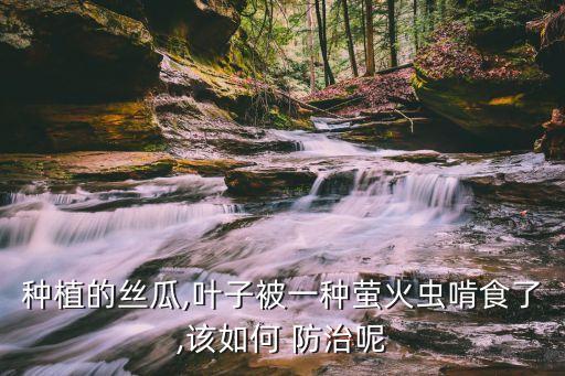 什么農藥防治黃守瓜,不用農藥怎樣消滅黃守瓜