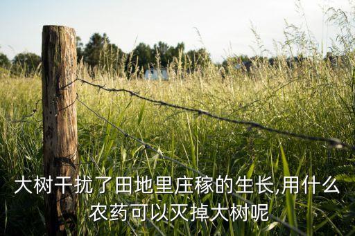強樹農藥殺什么,哪種農藥殺樹效果好