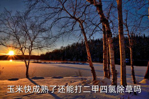 玉米快成熟了還能打二甲四氯除草嗎