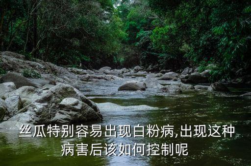  絲瓜特別容易出現(xiàn)白粉病,出現(xiàn)這種病害后該如何控制呢