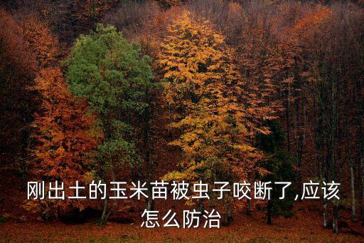  剛出土的玉米苗被蟲子咬斷了,應該怎么防治