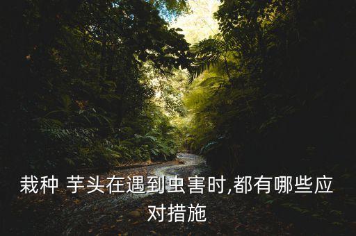 栽種 芋頭在遇到蟲(chóng)害時(shí),都有哪些應(yīng)對(duì)措施