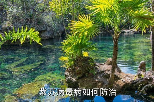 紫蘇什么時候打農藥,紫蘇打農藥嗎
