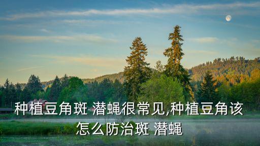 什么農(nóng)藥殺班潛蠅,菜蟲用什么農(nóng)藥殺比較好?