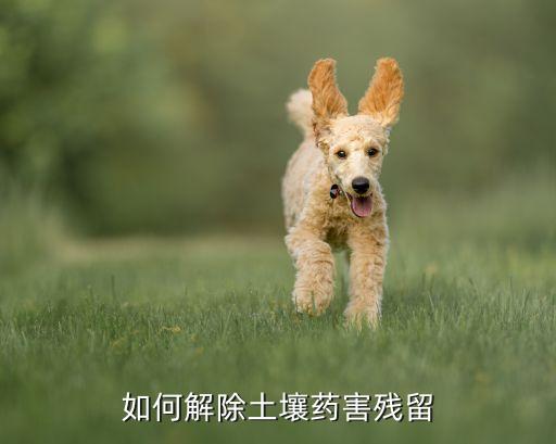 DA一6是什么農(nóng)藥,甲拌磷是什么農(nóng)藥