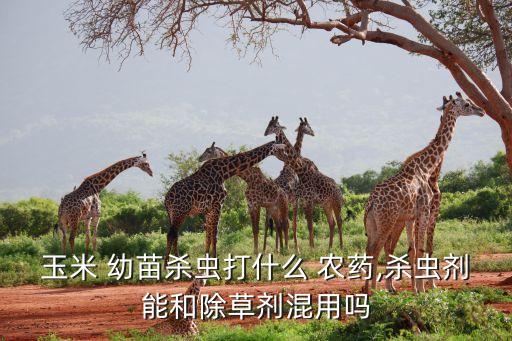 玉米 幼苗殺蟲打什么 農藥,殺蟲劑能和除草劑混用嗎