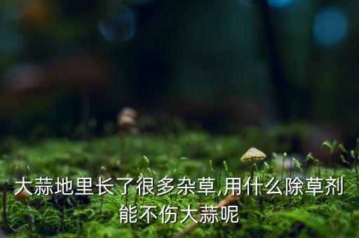 大蒜地里長了很多雜草,用什么除草劑能不傷大蒜呢