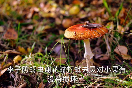 ,李子花謝后打什么農藥