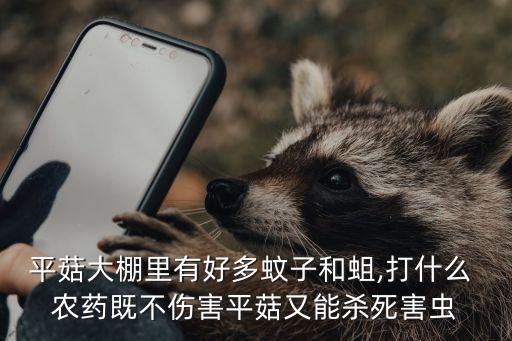 平菇大棚里有好多蚊子和蛆,打什么 農(nóng)藥既不傷害平菇又能殺死害蟲