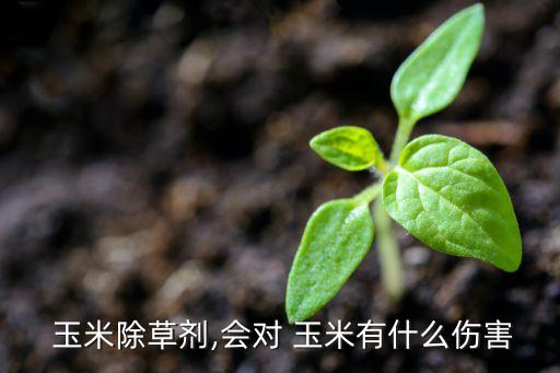  玉米除草劑,會對 玉米有什么傷害