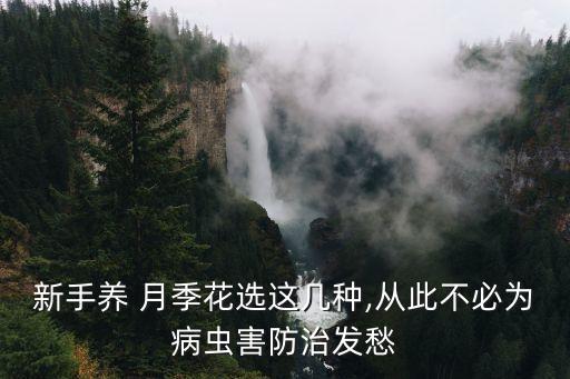 新手養 月季花選這幾種,從此不必為病蟲害防治發愁