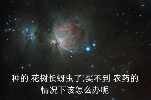 種的 花樹長(zhǎng)蚜蟲了,買不到 農(nóng)藥的情況下該怎么辦呢