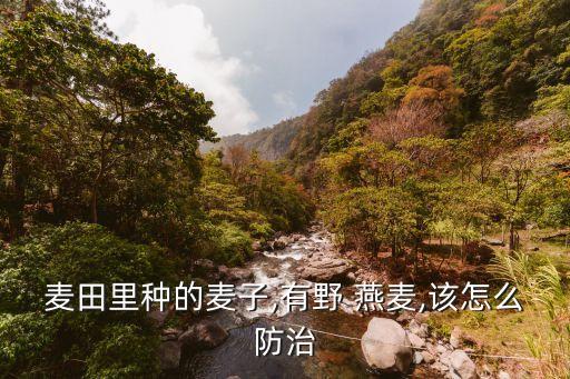 黑燕麥用什么農藥能除掉,水燕麥打什么農藥